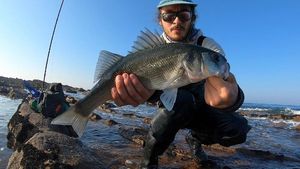 European Bass (Seabass)