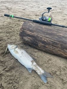 European Bass (Seabass)