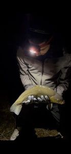 Tench