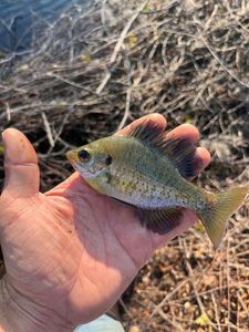 Bluegill