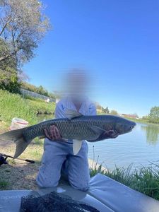 Grass Carp