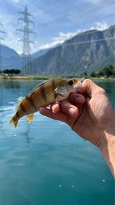 Yellow Perch