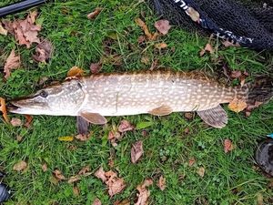 Northern Pike