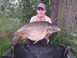 Common Carp