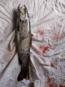 Brown Trout