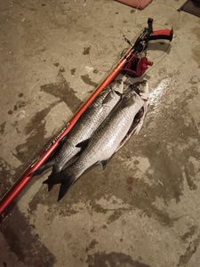 Thicklip Grey Mullet