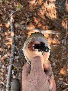 Largemouth Bass