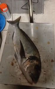 Gilthead Seabream