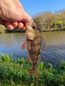 European Perch