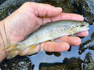 Brown Trout