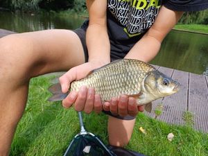Common Carp