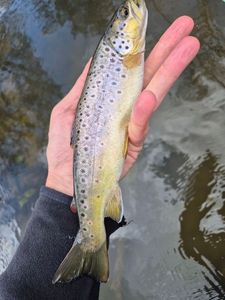Brown Trout