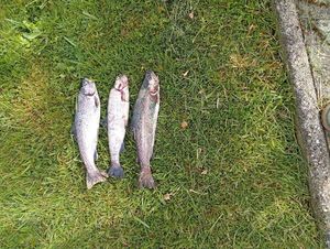 Rainbow Trout
