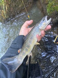 Brown Trout