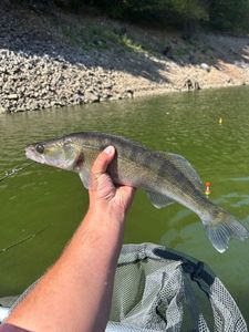 Zander