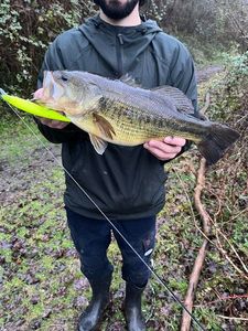 Largemouth Bass