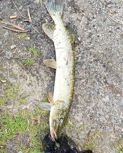 Northern Pike