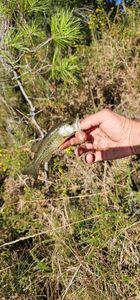 Largemouth Bass