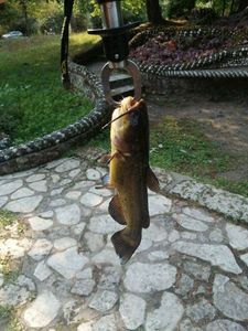 Black Bullhead