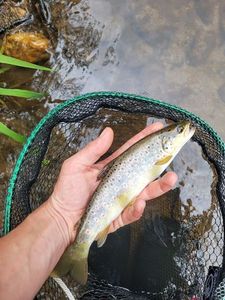 Brown Trout