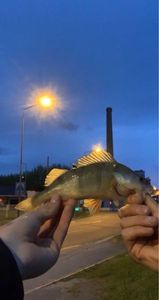 European Perch