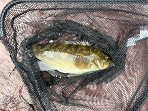 Ballan Wrasse