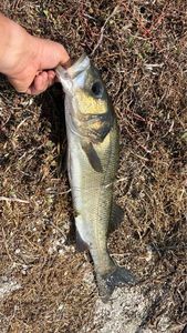 European Bass (Seabass)