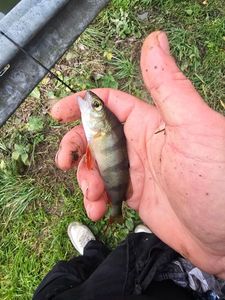European Perch