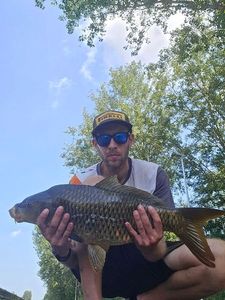 Common Carp