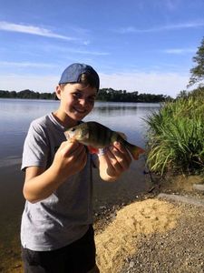 European Perch