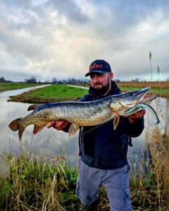 Northern Pike