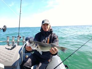 European Bass (Seabass)