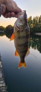 European Perch