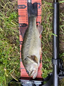 Largemouth Bass