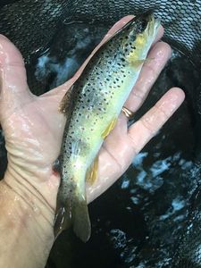 Brown Trout