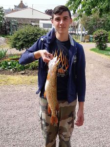Northern Pike
