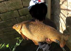 Common Carp