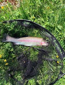 Rainbow Trout