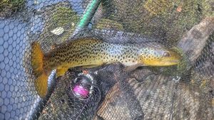 Brown Trout