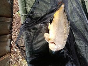 Leather Carp