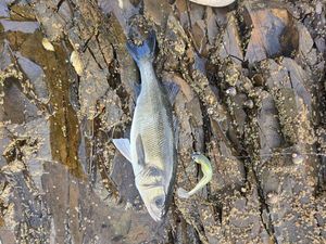 European Bass (Seabass)