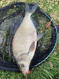 Common Bream