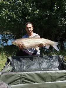Grass Carp