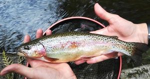 Rainbow Trout
