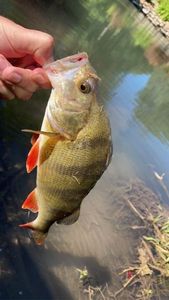 European Perch