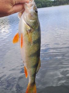 European Perch