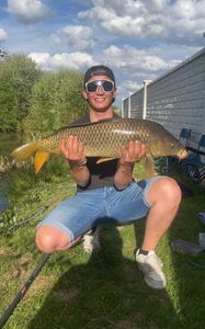 Common Carp