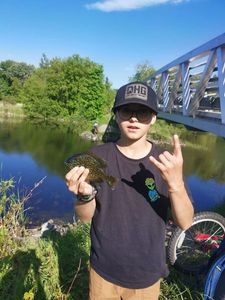 Pumpkinseed