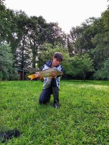 Common Carp