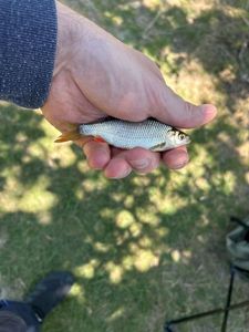 Roach